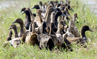 Un nouveau foyer de grippe aviaire a été détecté dans un élevage de canards en Dordogne