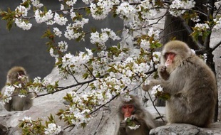 Un traitement expérimental qui empêche l'alimentation sanguine des cellules de graisse a permis à des macaques obèses de perdre en moyenne 11% de leur poids en quatre semaines ouvrant peut-être la voie à une thérapie chez les humains, selon une étude publiée mercredi.