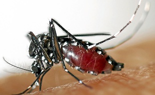 L'Aedes albopictus, son autre nom.