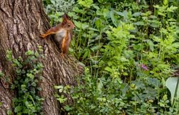 Que peut-on faire pour aider les animaux sauvages l'été ?
