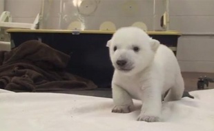 Capture d'écran d'une vidéo publiée par le zoo de Toronto, avec la nouvelle mascotte de l'établissement.