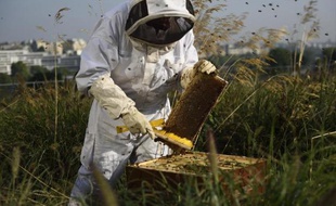 Un apiculteur récolte du miel à Paris le 9 septembre 2014