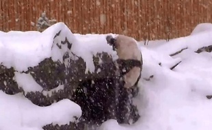 Capture d'écran de la chute d'un panda qui joue dans la neige au zoo de Toronto.