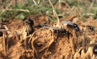 Les fourmis moissonneuses sur la plaine de la Crau, dans les Bouches-du-Rhône.