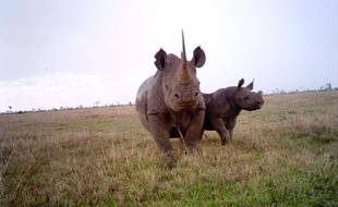 Des rhinocéros noirs au Kenya.