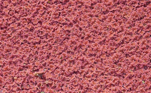 Illustration de la plante Azolla filiculoïdes.