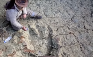Une empreinte de dinosaure longue d'1,2 mètre a été découverte par un guide en Bolivie en juillet 2016. La trace de pas devait appartenir à un Aberlisaurus.