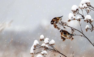 Des oiseaux en Slovaquie, en janvier 2012.
