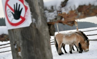 Des chevaux de Przewalski, dans la zone d'exclusion de Tchernobyl, le 22 janvier 2016 en Ukraine