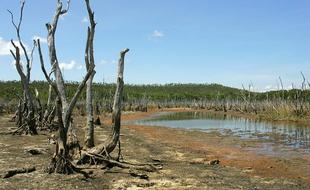 Restes de Mangroves dans les territoires du nord de l'Australie, le 4 décembre 2005
