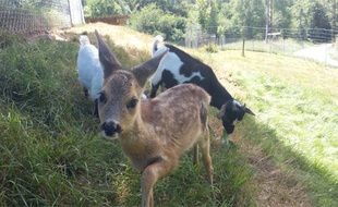 La faon Bambi