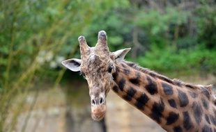 Une girafe. Illustration.