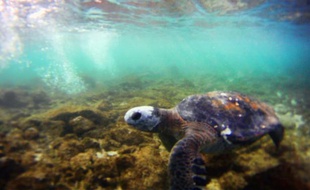 Une tortue près de l'Ile de Pâques, en juillet 2010