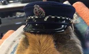Elliot, le cochon d'Inde mascotte de la police néo-zélandaise, est mort dimanche