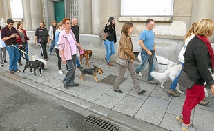 Les chiens ont marché en direction du Frac dans le quartier Beauregard.