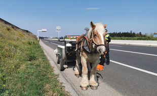 L'attelage intercepté par les gendarmes