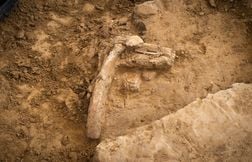 Des traces de cannibalisme découvertes sur un squelette vieux de 850.000 an…