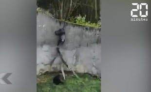 Les chimpanzés du Zoo de Belgrade tentent de s'échapper.