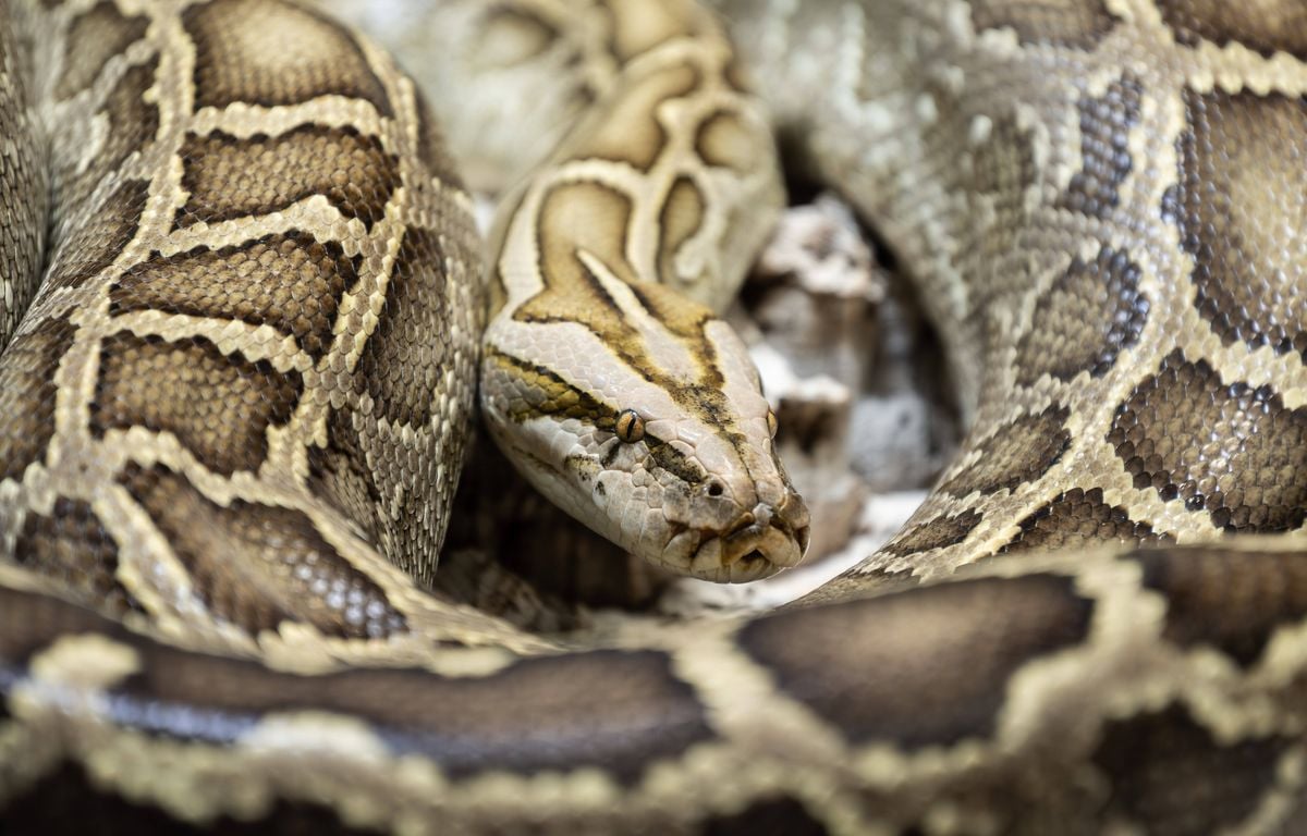 Indonésie : Le corps d'un fermier retrouvé à l'intérieur d'un python géant de 8 mètres