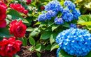 L’astuce naturelle (et gratuite) pour stimuler vos rosiers et hortensias cet été