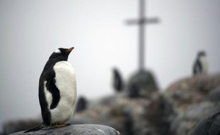 Un manchot papou sur l'île de Petermann dans l'Antarctique, le 2 mars 2016