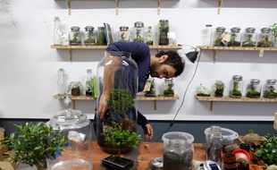 Ouvert fin 2014 à Paris, l’atelier Green Factory de Noam Levy est passé maître dans l’art du terrarium pour urbains pressés.