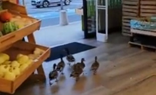 Des canards se sont introduits dans un magasin bio de Canet-en-Roussillon