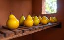 La méthode simple et de saison pour garder vos poires d’août intactes et savoureuses jusqu’à l’automne