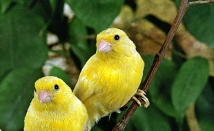 Le surnom de Canaris pour les joueurs nantais viendrait du club anglais de Norwich qui porte les mêmes couleurs et qui a pour emblème un canari.
