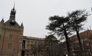 Cèdres du square de Gaulle