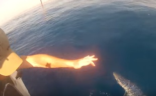 Un requin pêché par mégarde dans l'Aude.