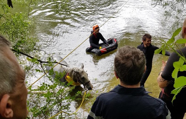 Haute-Garonne: Un cheval, tombé dans l'Ariège, sauvé des eaux par les pompiers