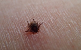 A Strasbourg en avril 2017, des images de tiques prises par des chercheurs du Centre national de recherche sur la borréliose de Lyme.