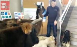 Capture d'écran d'une vidéo de «Sud Ouest» montrant la visite d'un jeune agriculteur au centre des impôts avec vache, lama et chèvres.