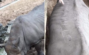 Deux prénoms ont été inscrits sur le dos du rhinocéros