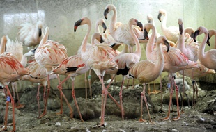 Illustration de flamants rose.