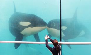 Des orques de Marineland (Archives)