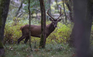 Le cerf est activement recherché par la police, dans le sud-ouest du pays.