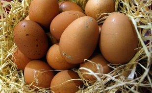 Le prix des oeufs a plus que doublé en un an en France, en raison d'une baisse de la production liée au retard pris par la mise aux normes des cages des poules pondeuses, relève la revue Agreste du ministère de l'agriculture, dans son édition publiée jeudi.