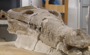 Le Machimosaurus Buffetauti est le plus vieux fossile de crocodile connu au monde.