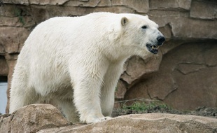 L'ours Raspoutine dans le Marineland d'Antibe en France en 2010