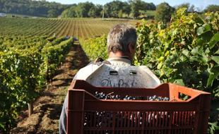 Depuis une dizaine d'années, le Bordelais multiplie les efforts en matière de développement durable, de la vigne à la bouteille.