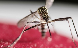Un moustique Aedes Aegypti, vecteur du virus Zika, le 30 janvier 2016 à San Jose, au Costa Rica.