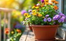 Ne laissez pas vos pots ternir cet été : le surfaçage en août pour des fleurs éclatantes et un balcon coloré jusqu’à l’automne