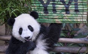 Yi Yi devant une pancarte à son nom, au zoo de Kuala Lumpur, le 1er août 2019.