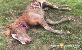 L'ours Goiat s'en est pris à un cheval dans le Val d'Aran.