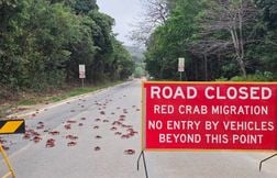 Les images des milliers de crabes rouges qui migrent en Australie