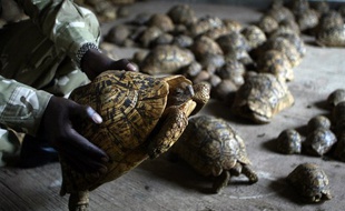 Des tortues léopards interceptées en août 2006 à l'aéroport de Nairobi (Kenya).