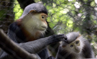 Des douc à pattes grises, une espèce de singe langur en voie de disparition. (illustration)