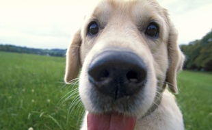 Un golden retriever. Image d'illustration.